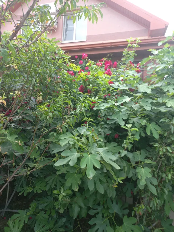 3-комнатный Дом