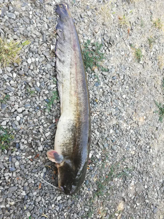 Дом для рыбалки и отдыха на берегу Астрахань