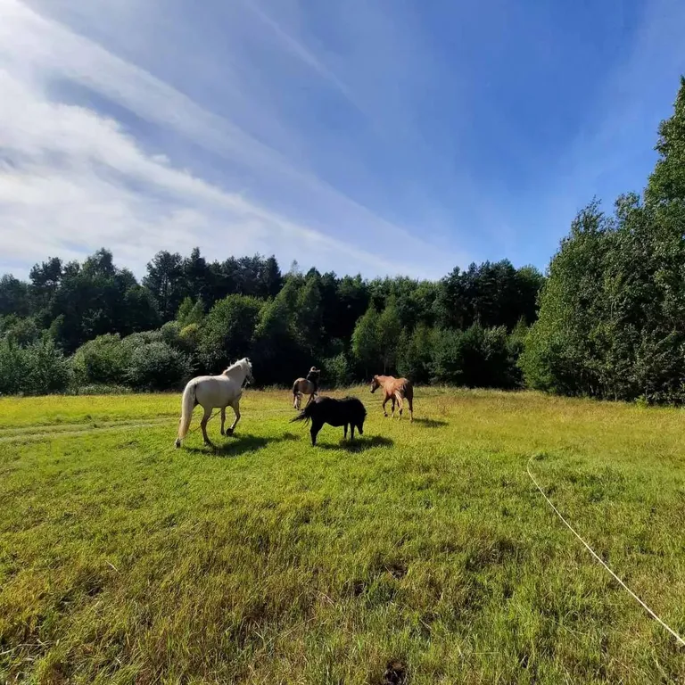 Дом на усадьбе Радюши
