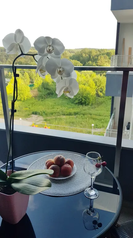 Уютная квартира с видом на лес в центре Светлогорска-2