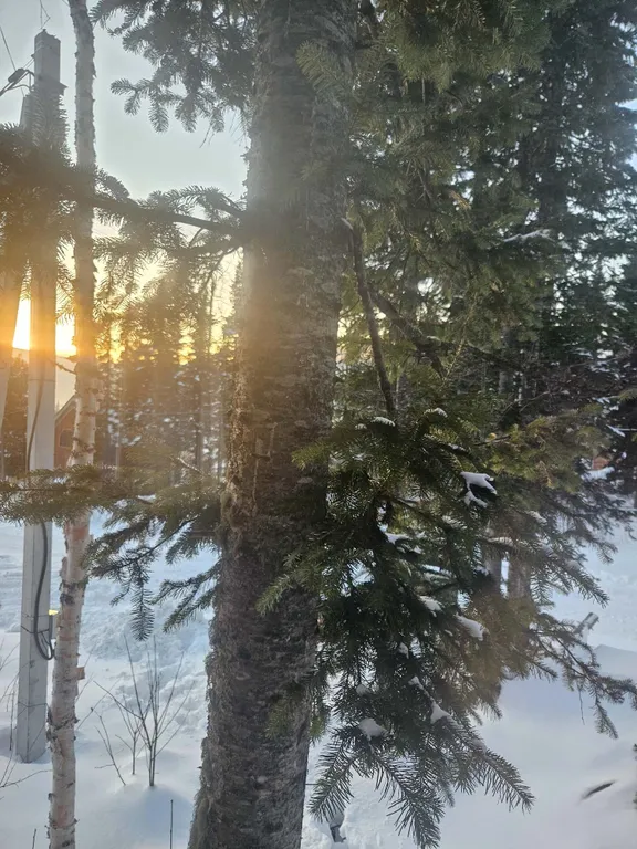 Коттедж Дом в живописнейшем месте в окружении кедровых и пихтовых деревьев — Шерегеш