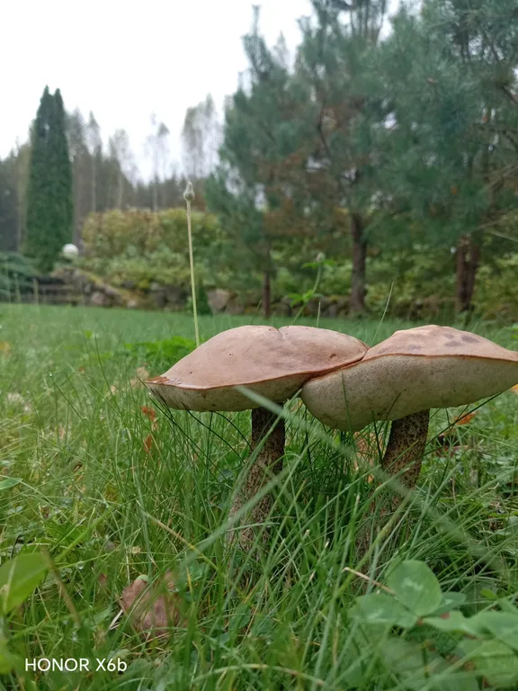 Домик с русской печкой и со всеми удобствами