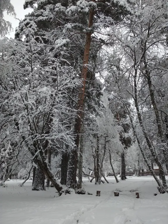 База отдыха Архыз Форест Эко