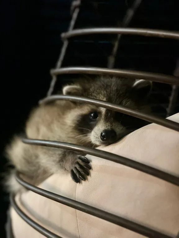 Панорамные апартаменты делюкс с террасой и видом на парк