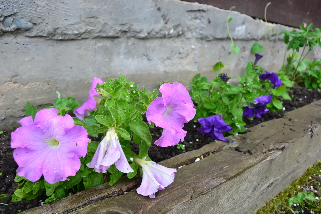 Коттедж для семейного отдыха Алтай-Горы