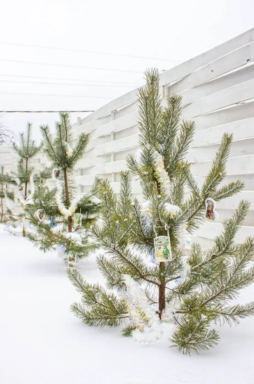 Аренда дома посуточно / чан, баня квадроцикл / семейный глемпинг