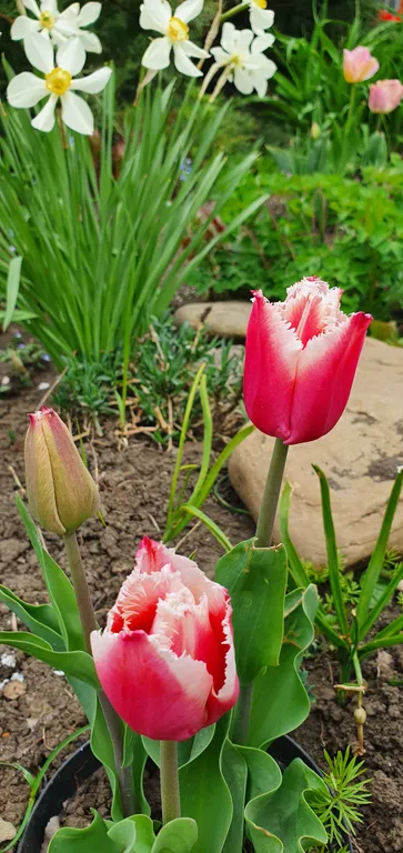 Коттедж FLIGELMUZ (Загородный Музыкальный Флигель). — Северская