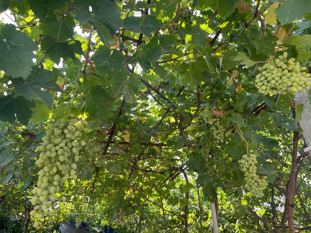 Частный дом.Участок 5 соток.Без соседей.В пешей доступности от моря