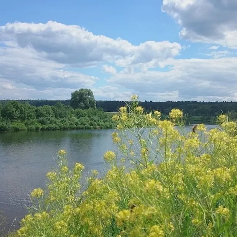 Деревянный сруб в лесу