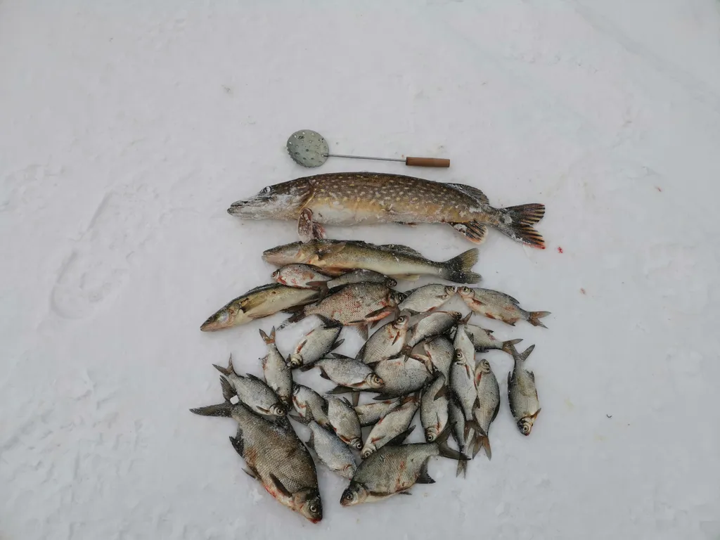 Коттедж Коттедж на озере Волго на Селигере в сосновом бору — Турбаза Чайка