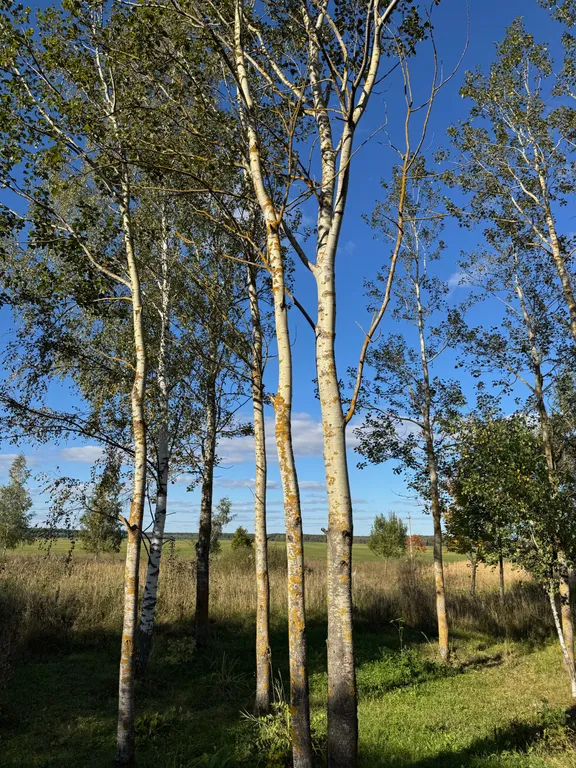 Домик с видом на лес