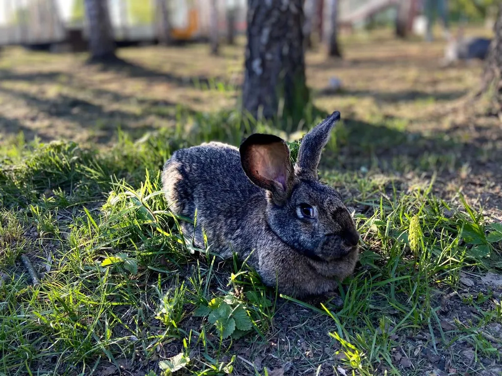 Дом в стиле A-frame