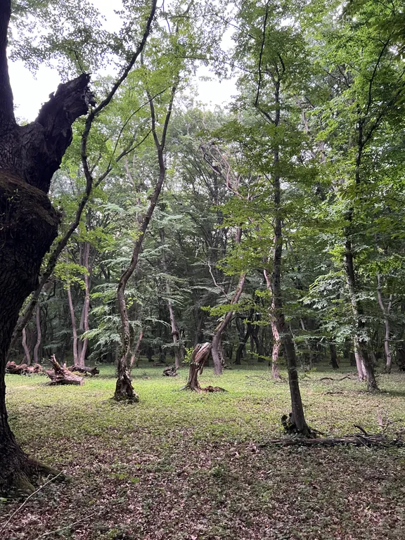 Коттедж Уютный комфортабельный дом в лесу — Касумкент