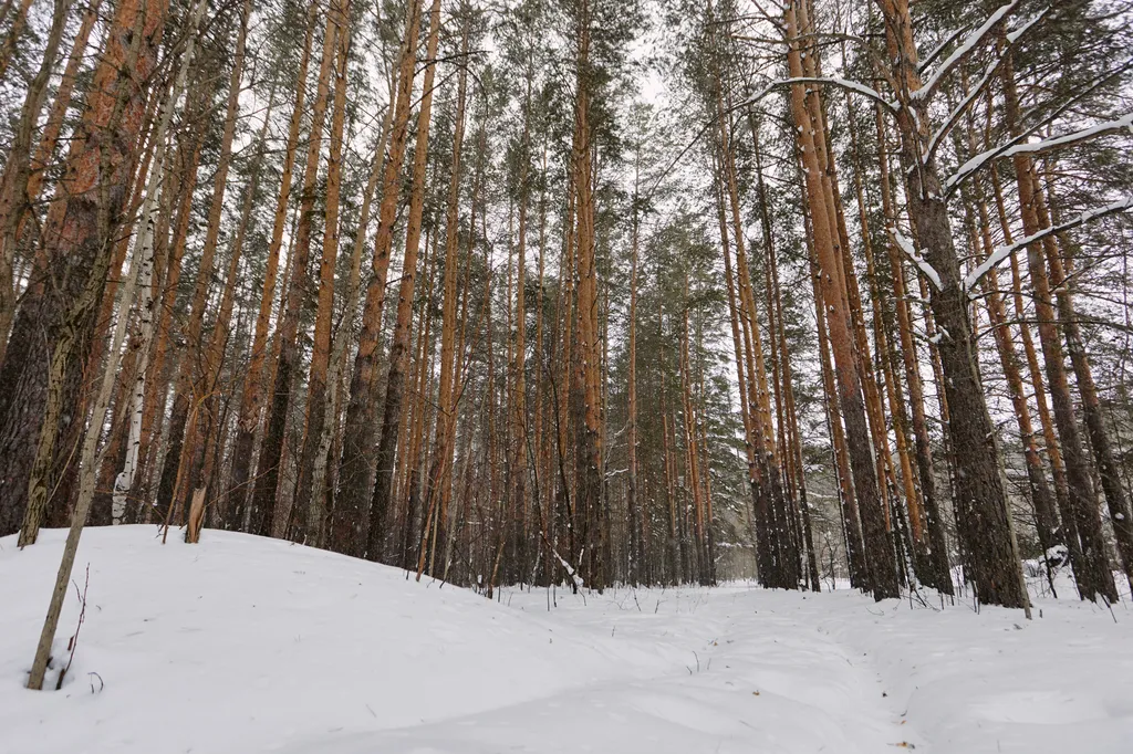 Дом с баней и купелью у леса
