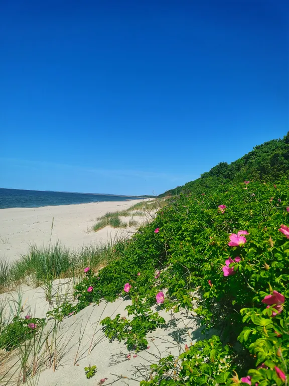 Барнс дача у моря