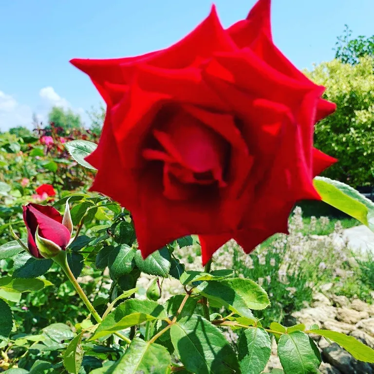 Уютные апартаменты на семью из 3-х человек