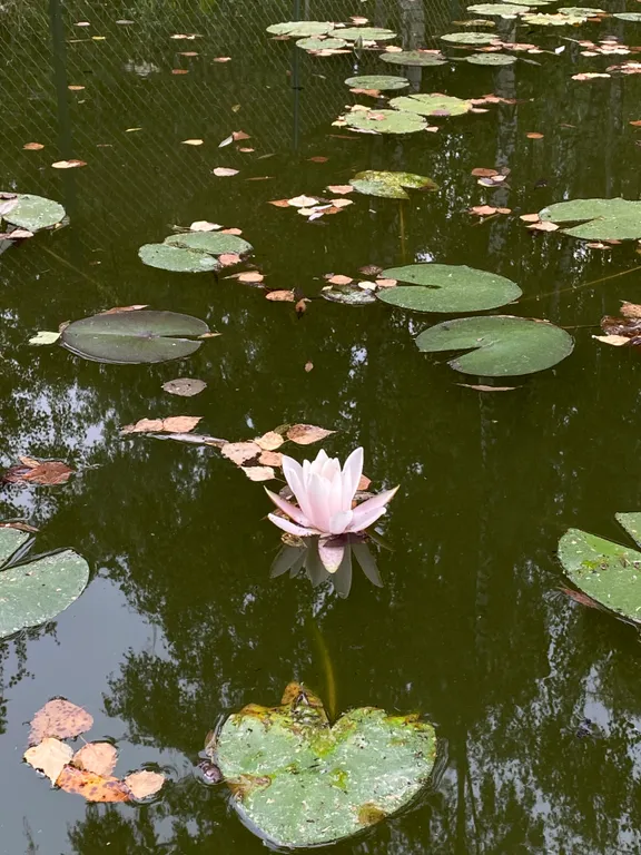 Уютный домик в лесу у пруда