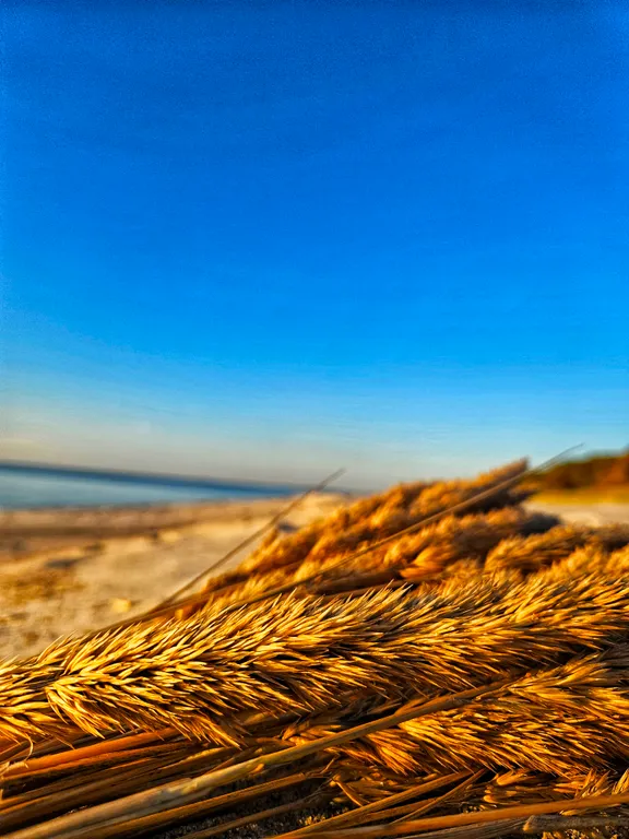 Барнс дача у моря