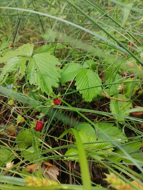 Домик в деревне