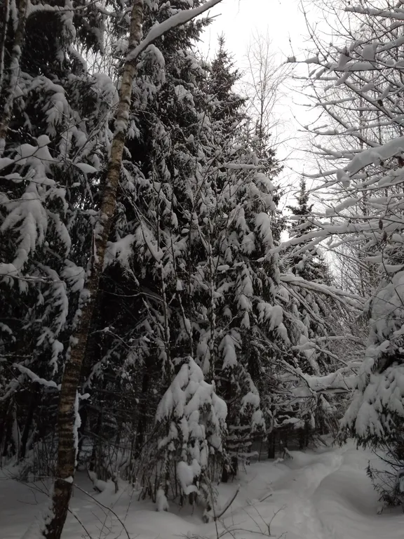 Дом у лесного пруда