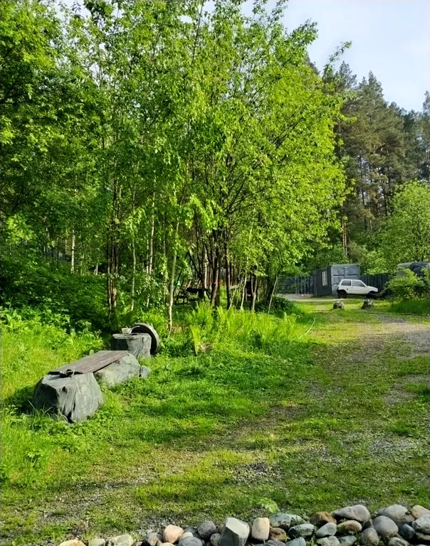 Дом в сосновом лесу