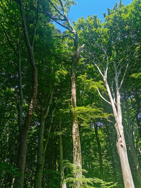 Барнс дача у моря