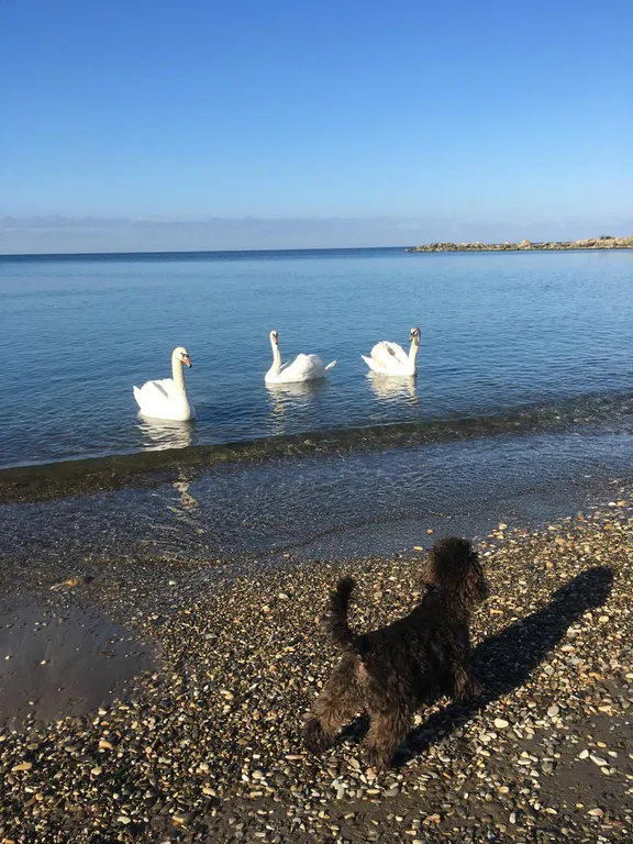 8 Деревянный дом для отдыха 11 гостей