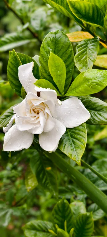 Квартира Квартира Двухспальный комфортабельный номер в гостевом доме — Сухум