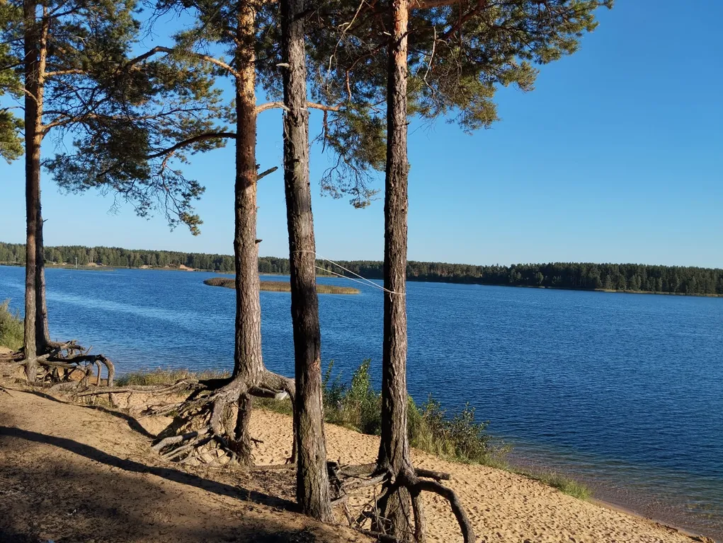 Дом в сосновом бору на озере