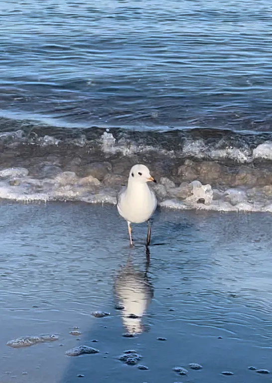 Квартира для Вашего комфорта Янтарик