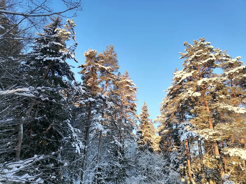Гостевой дом у леса