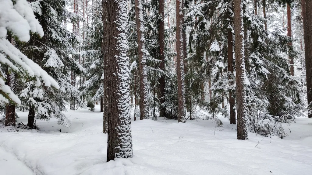 Коттедж Коттедж с баней, чаном и детской площадкой с батутом у озера, в бору — Ланино