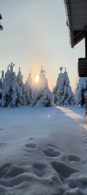 Утро в сосновом бору у озера