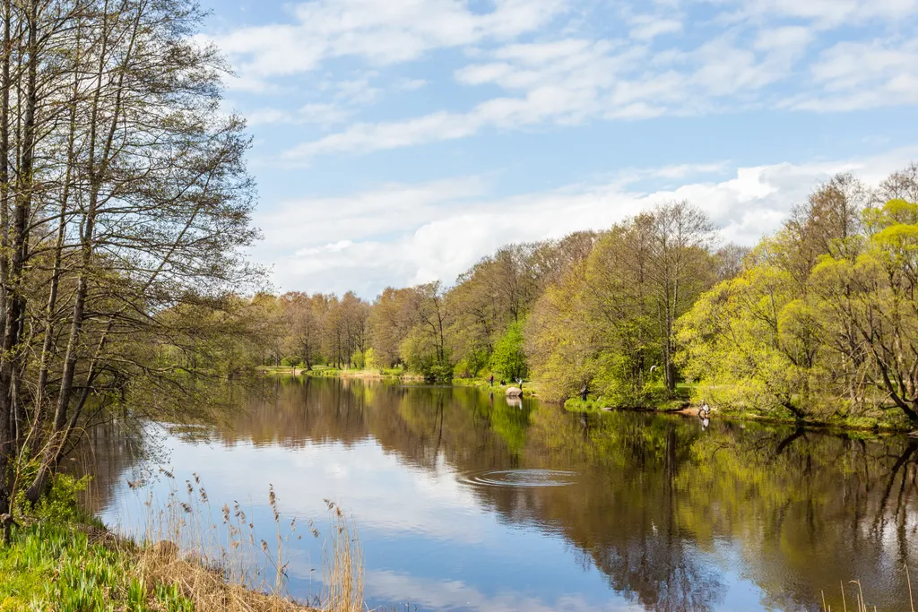 Курортный люкс с видом на лес