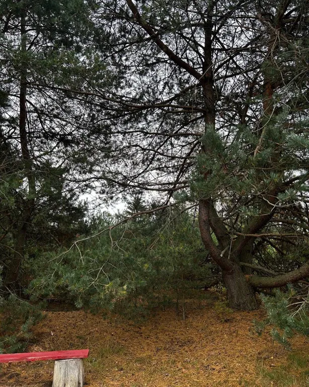 Шале Можжевеловое