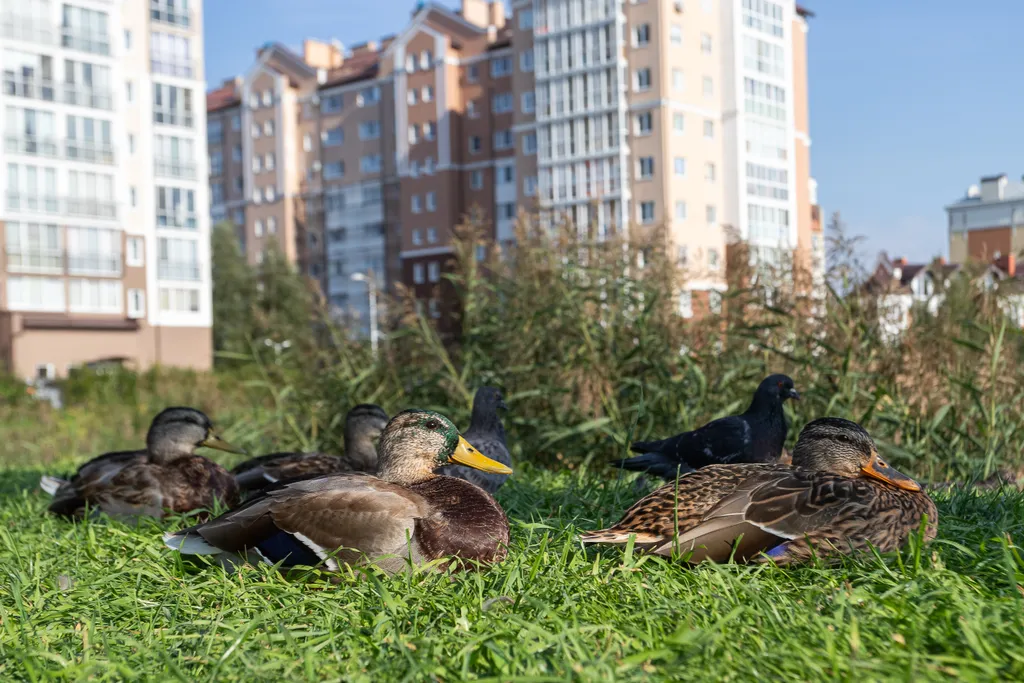 Апартаменты Дюны Балтики
