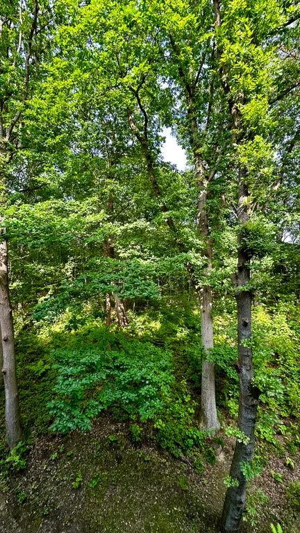 Квартира Квартира в сказочном Светлогорске с видом на лес под пение птиц — Светлогорск