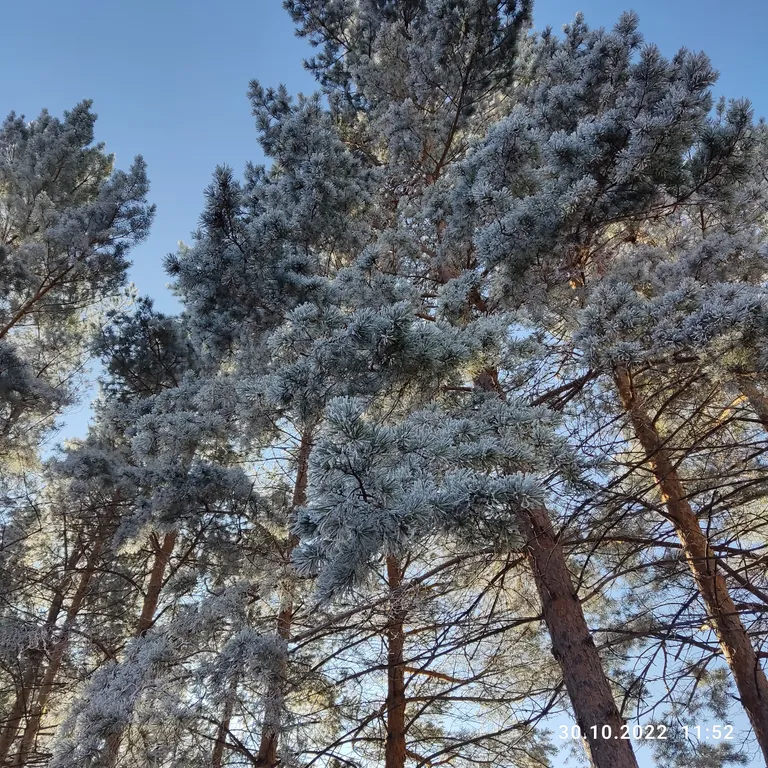 Дом на Родине