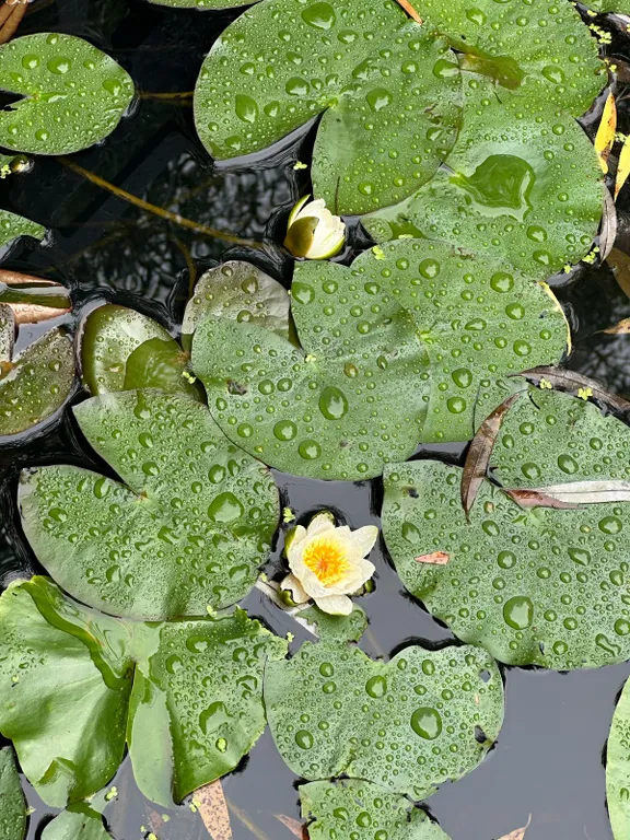 Коттедж Дом с баней, барбекю зоной и большой беседкой — Новый Городок