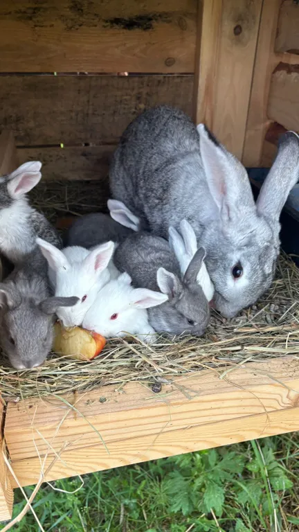 Домик у леса, на территории проживают кролики