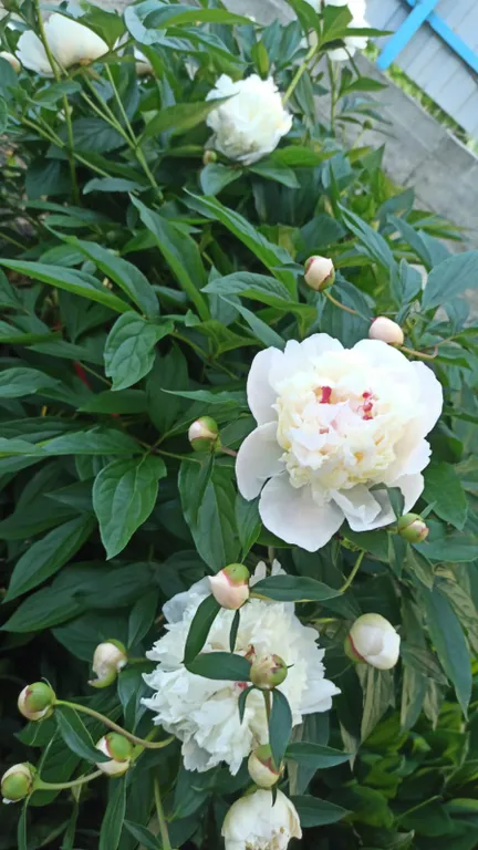 Домик в предгорье горы "50 лет"