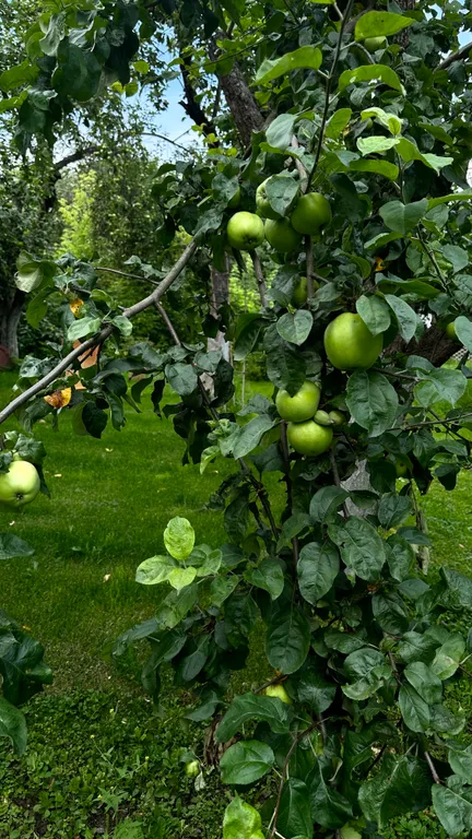 Коттедж Коттедж Курортное шале в писательском Переделкино — Москва
