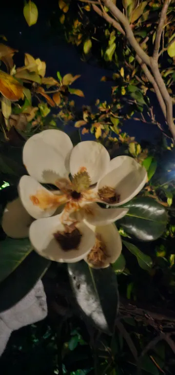 Солнце Ялты