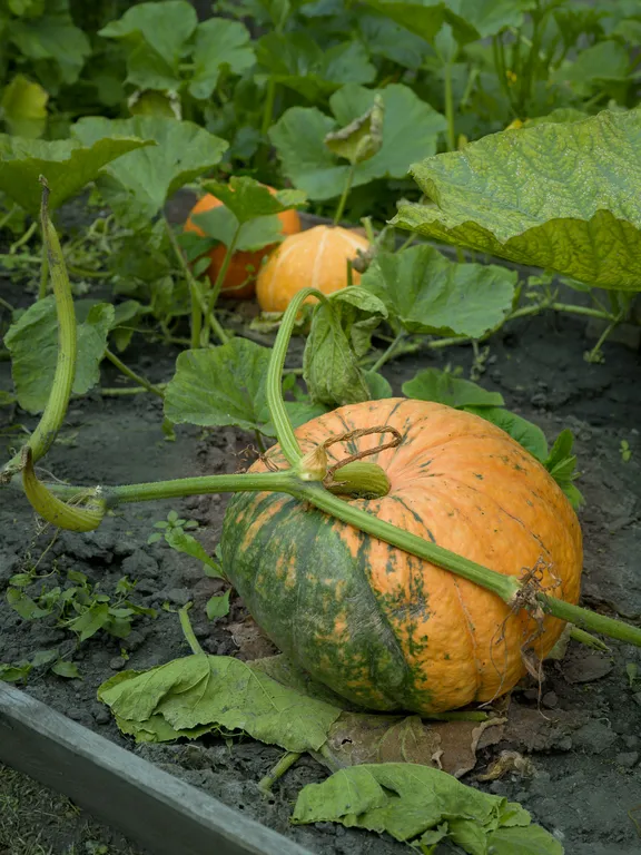 Гуси Лебеди