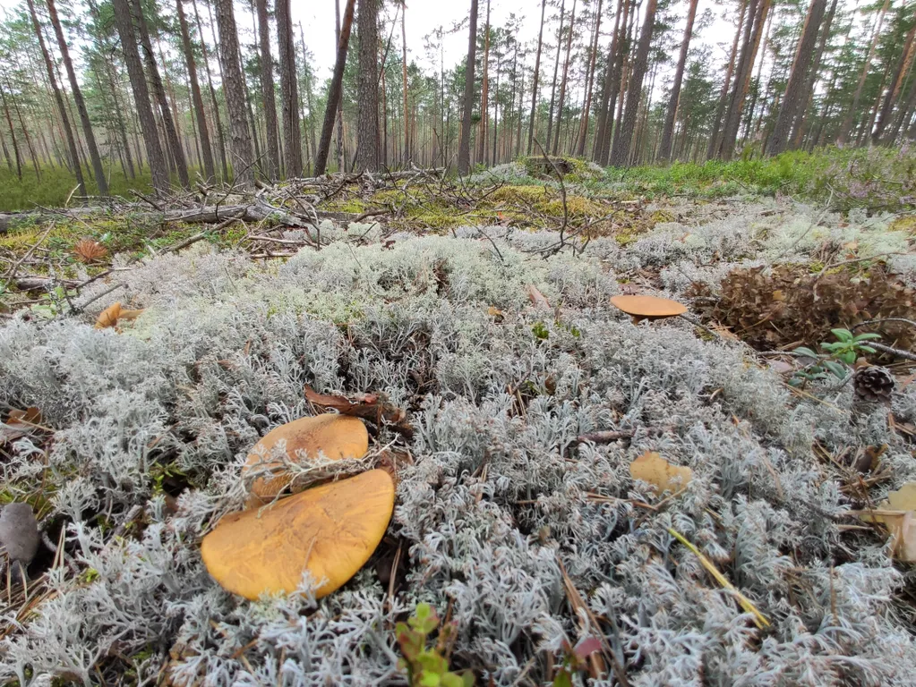 Дом в окружении леса, озёр и рек, около турбазы Алоль
