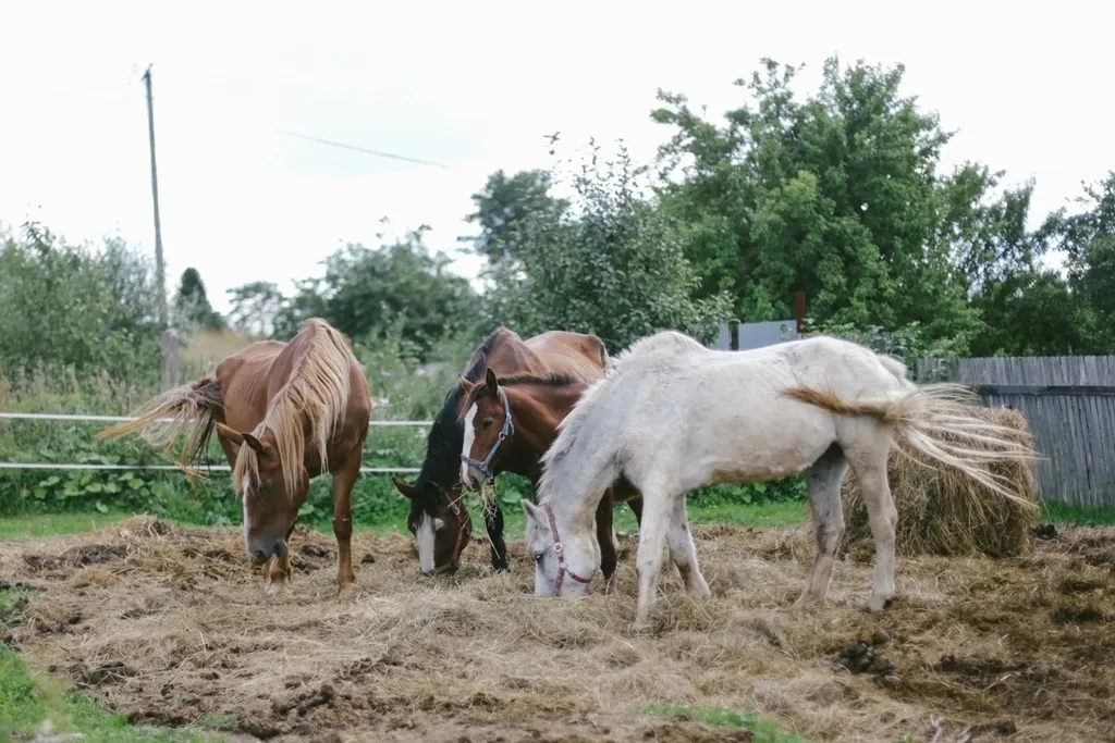 Уютный дом в лесу с видом на залив