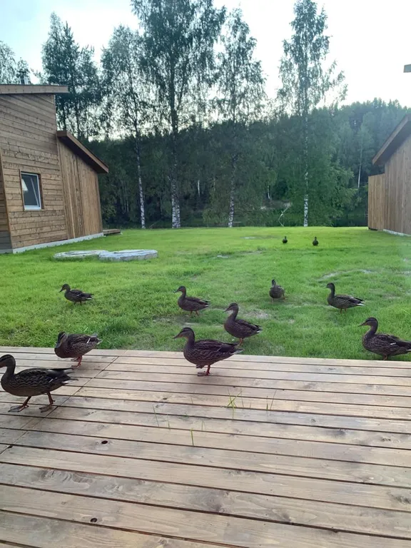 Семейный дом с сауной у реки N2