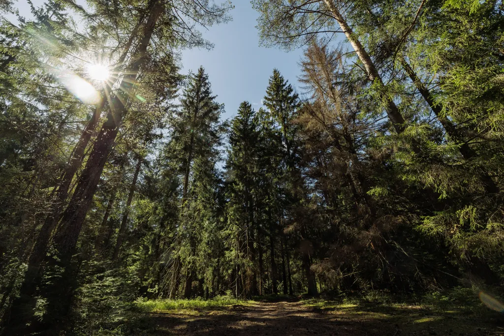 Вилла S/II с видом на вековой лес