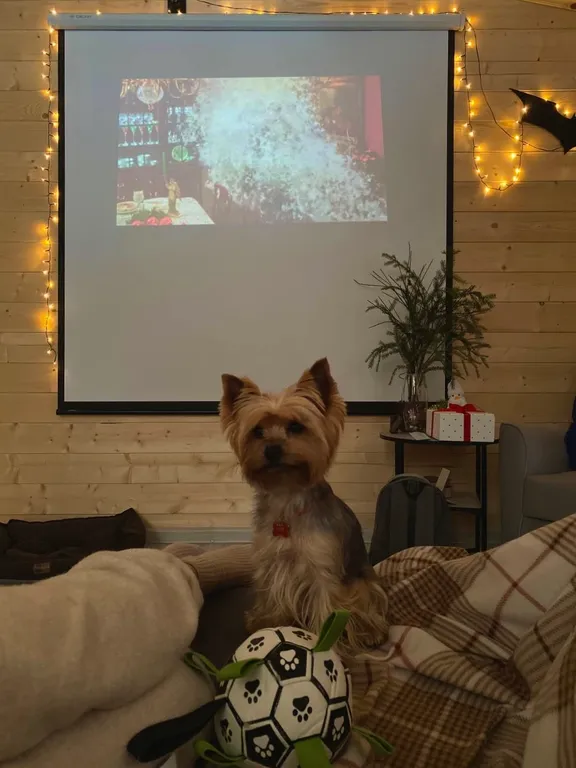 Дом O'Pushka space в березовом лесу