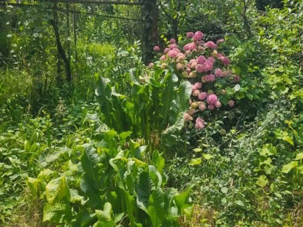 Лиана часть дома под-ключ в гаграх
